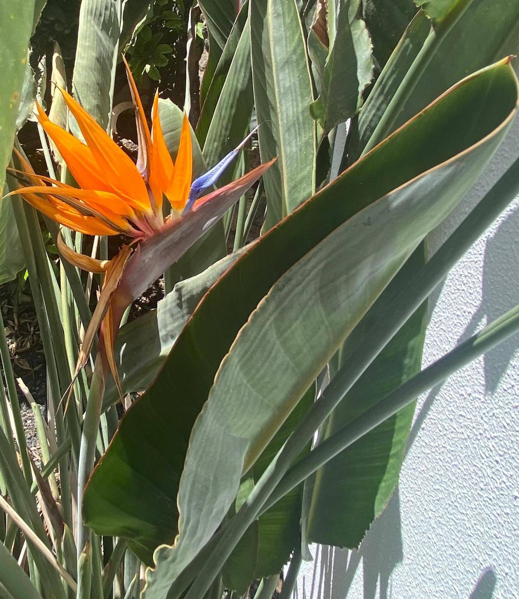 코라레호 Casa Rosalia 빌라 외부 사진